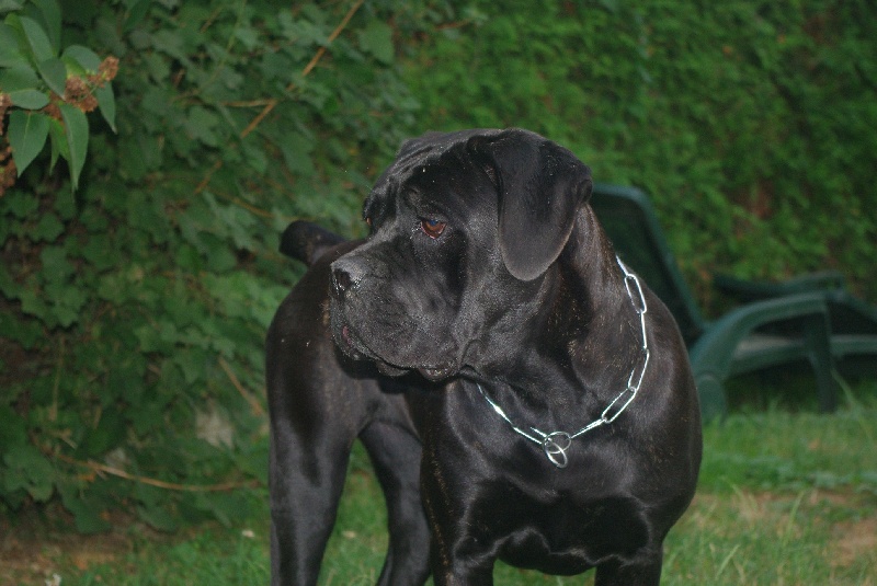 Elicia des Loups Des Carrières