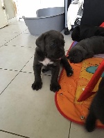 D'elimablue - Cane Corso - Portée née le 03/02/2016