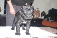 D'elimablue - Cane Corso - Portée née le 16/10/2010