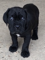 D'elimablue - Cane Corso - Portée née le 03/02/2016