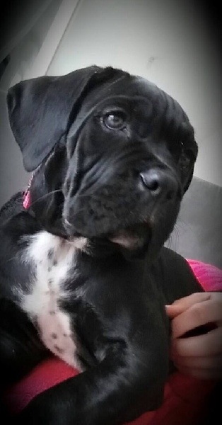 D'elimablue - Cane Corso - Portée née le 13/02/2015