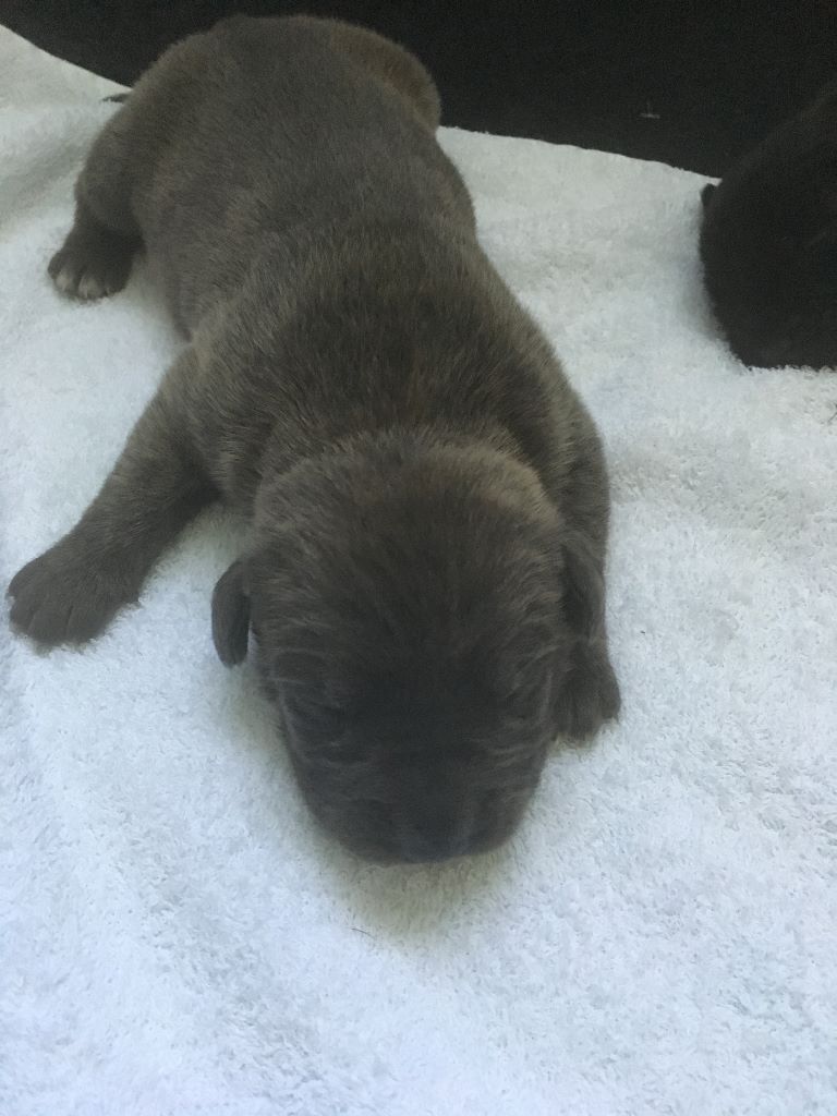 D'elimablue - Cane Corso - Portée née le 07/10/2017