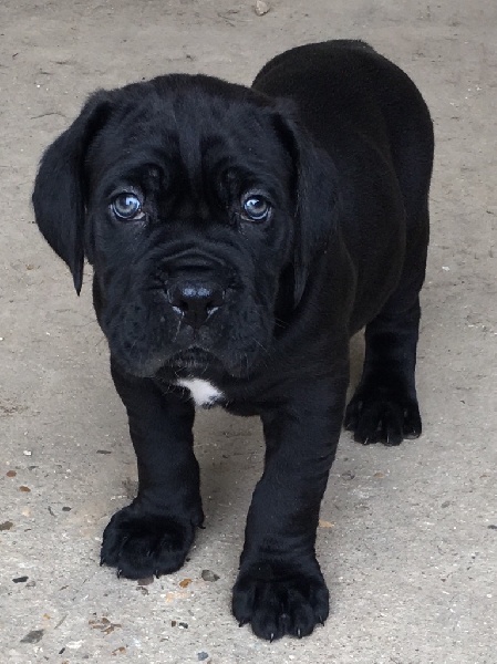 D'elimablue - Cane Corso - Portée née le 03/02/2016